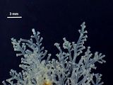 2 - Dettaglio delle porzioni apicali